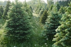 eco-friendly Christmas tree - climateaction