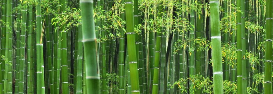 bamboo - climateaction