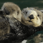 sea otters - climateaction