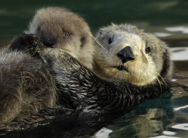 sea otters - climateaction