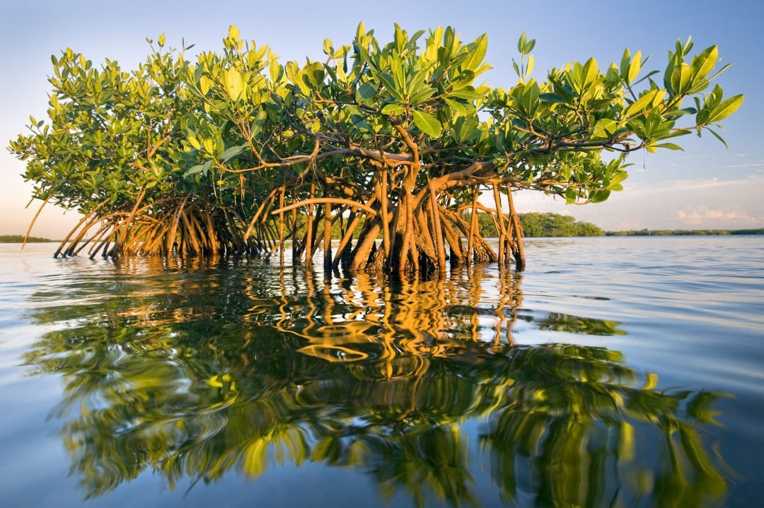 mangroves - climateaction