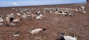 livestock/climate change